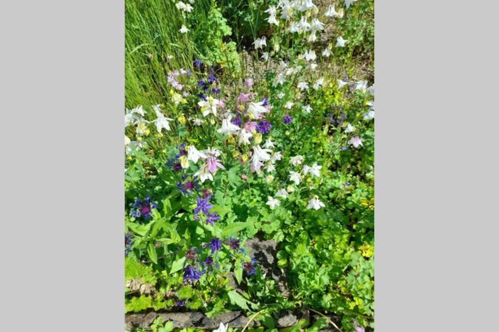 Hinter Burg, Haus Mit Garten Mayen Kültér fotó